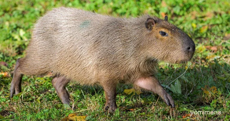 Capybara Love Leads to Real-World Zoo Sponsorship for Everwind Team